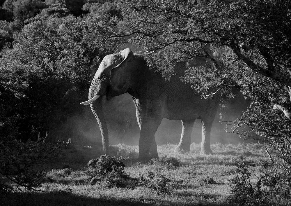 ElefantDSC_0053BW_1